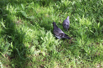two doves on the grass