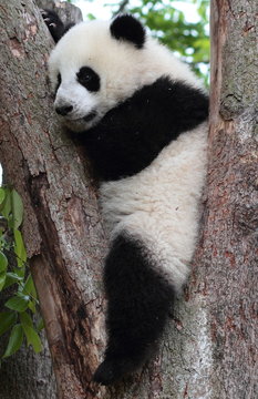 Panda cub hug a tree stand