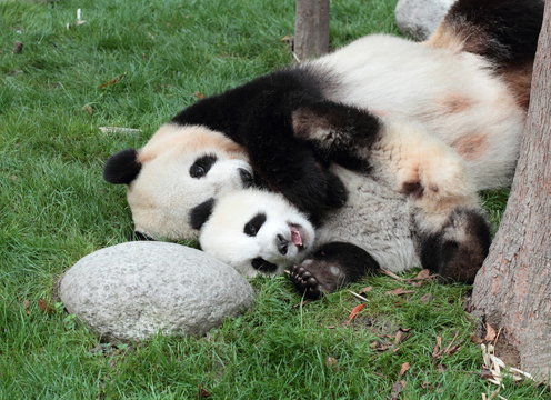 Fototapeta Giant panda with its cub Sleeping on the grass