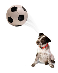 Soccer Dog.
