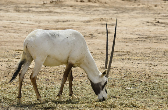 Antelope Oryx in Israeli nature reserve near Eilat