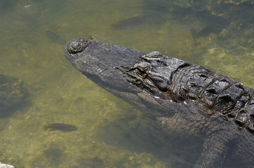 Alligators