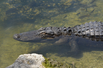 Alligator