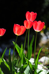 Tulpen
