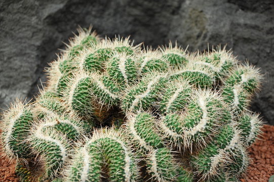 2 Best 金洋丸錦 Images Stock Photos Vectors Adobe Stock