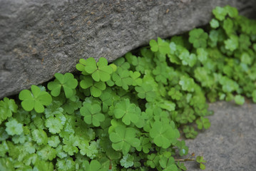 The image of beautiful nature