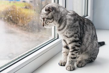 cat sits on a windowsill