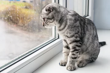 Outdoor-Kissen cat sits on a windowsill © OlegDoroshin