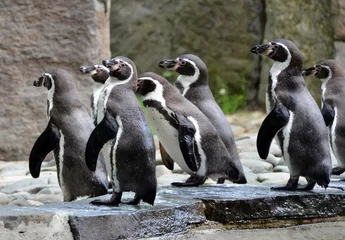 Poster pinguïns komen uit het water foto © martin951
