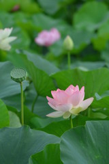 蓮　　Lotus