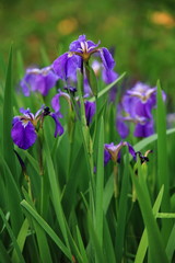 ヒオウギアヤメ