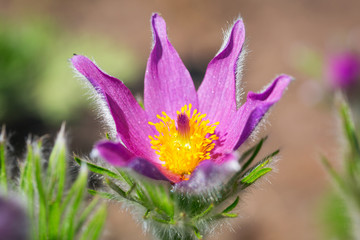 Pasque flowers in the spring garden