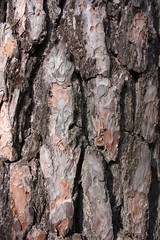 Bark of the tree. Background
