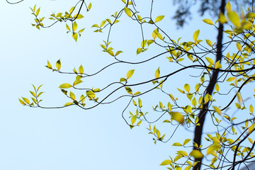 Branches and leaves of the dogwood