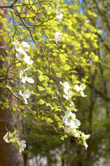 White flowering dogwood tree (Cornus florida), Japan