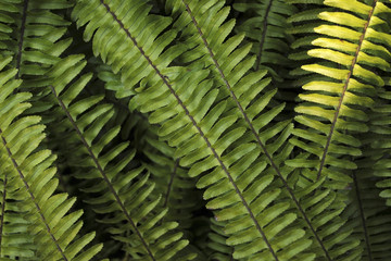 The image of landscape