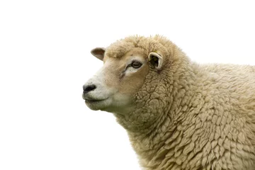 Badkamer foto achterwand sheep isolated on white background © Kunz Husum