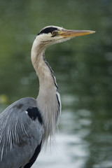 Grey Heron, Ardea cinerea