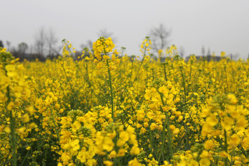 Obraz premium The image of beautiful natures