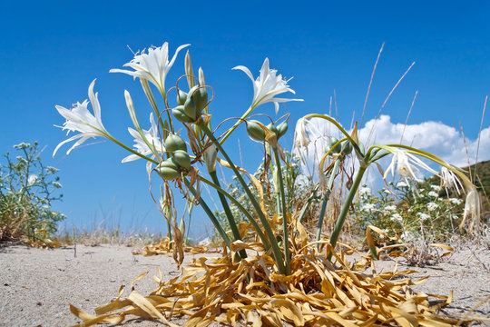 Giglio delle sabbie