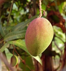 Large Mango Fruit on Tree