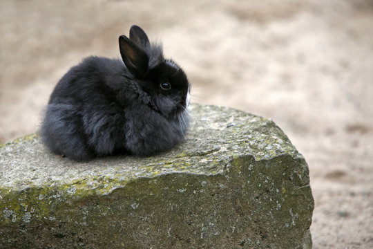 Kaninchen