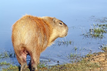 capybara