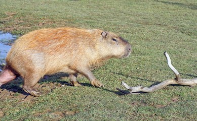 capybara