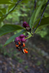 The image of beautiful nature