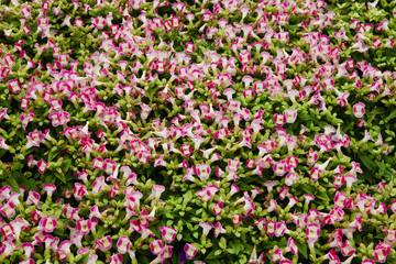 The image of beautiful nature