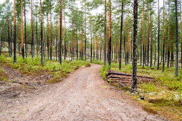 Pine trees on lichen covered sand dunes. Lichen is mostly Cladon