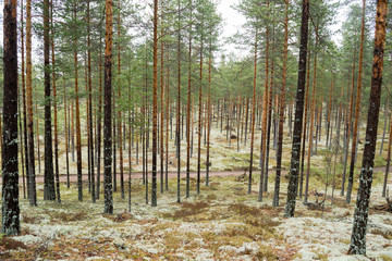 Obraz premium Pine trees on lichen covered sand dunes. Lichen is mostly Cladon