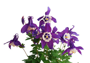 Aquilegia flower (Columbine, Grannys bonnet)