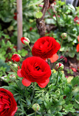 Mix of  beautiful vivid terrace flowers