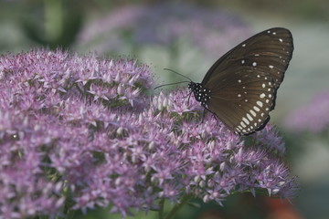 The image of beautiful nature