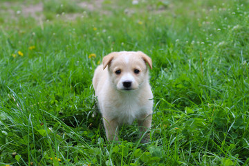 puppy in the grass