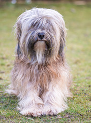 Male Tibetan Terrier Dog
