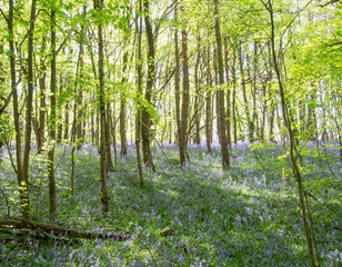 Bluebell Wood