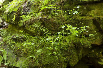 Fototapeta premium Fern Moss Rock