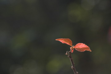 The image of landscape