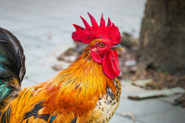 Beautiful rooster