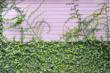 The green creeper plant on the pink wooden wall for background