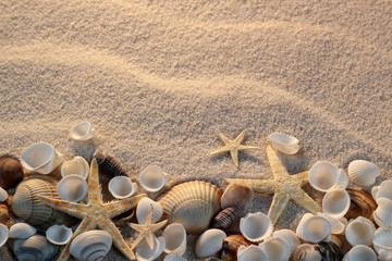 Beach with starfish and seashells, vacation postcard