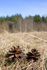 Two pine cones on dry yellow grass