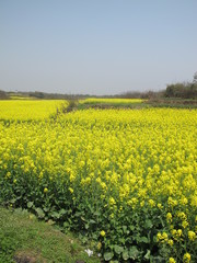 Fototapeta premium The image of beautiful nature