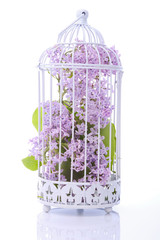 Fototapeta premium Metal cage with lilac flowers inside
