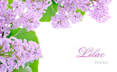 Lilac flowers - obrazy, fototapety, plakaty