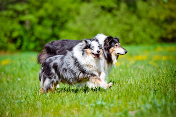 rough collies running outdoors