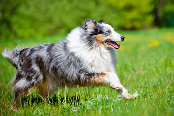 Fototapeta premium shetland sheepdog running outdoors