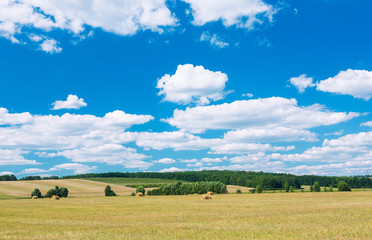 Obraz premium Fresh hay rolls in a field